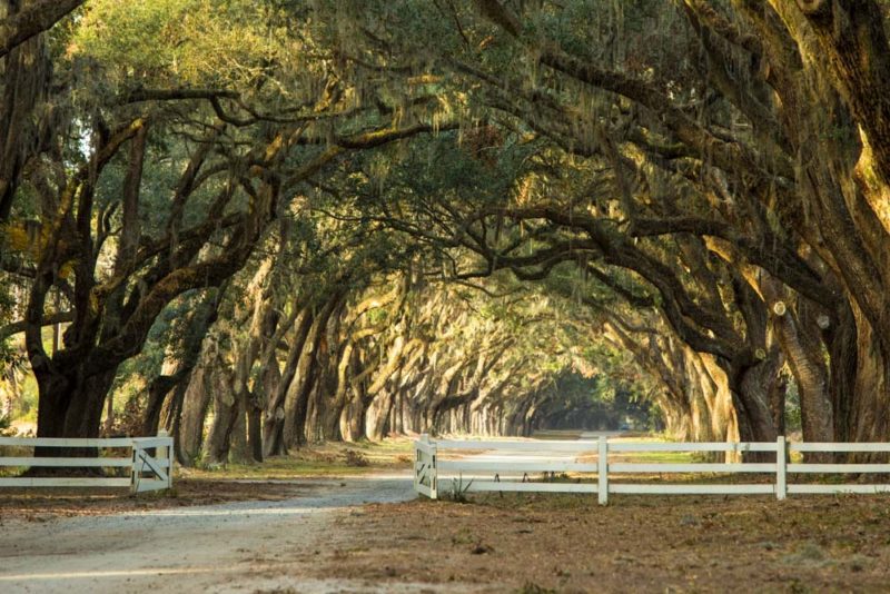 What to do in Savannah: Wormsloe Historic Site