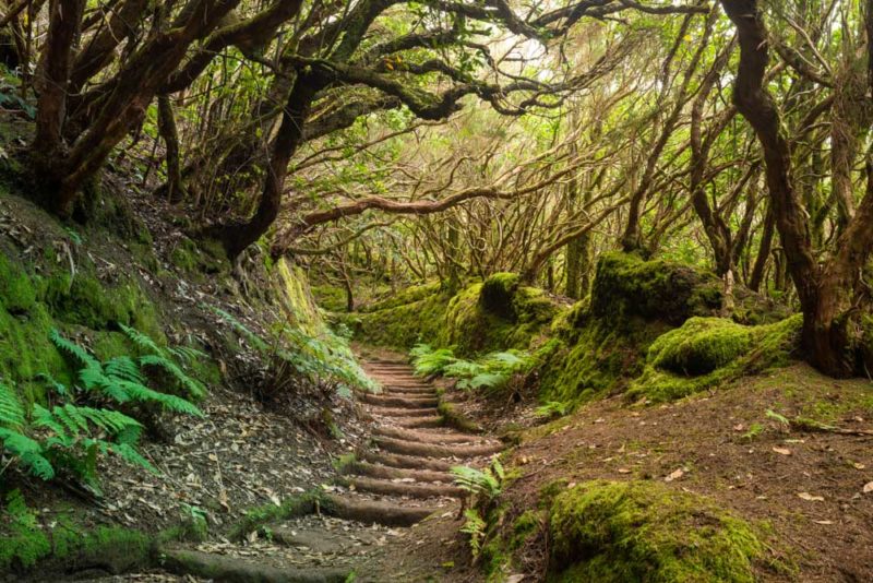 Best Things to do in Tenerife: Hike through a Lush Forest in Anaga