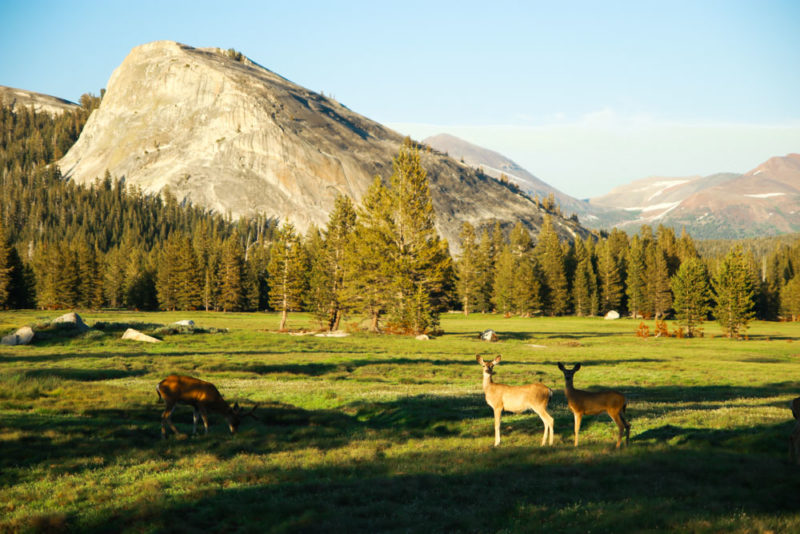 Best Things to do in Yosemite National Park: Tuolumne Meadows