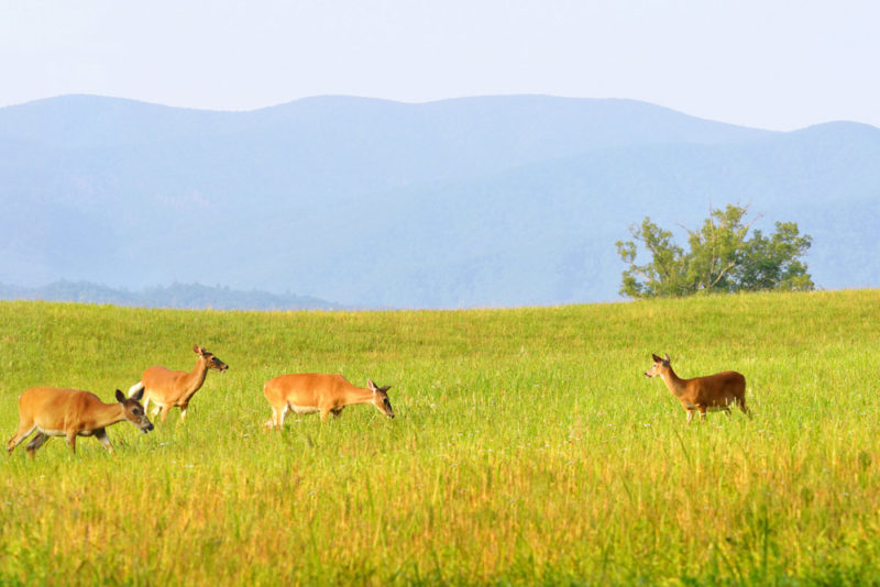 Cool Things to do in Knoxville: Hike Cades Cove Loop in Great Smokey Mountains National Park