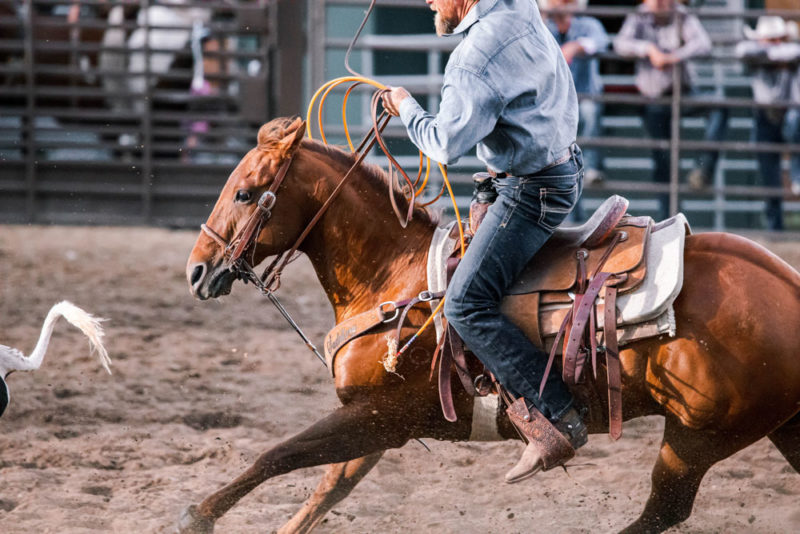 Fun Things to do in Houston: Houston Livestock Show and Rodeo