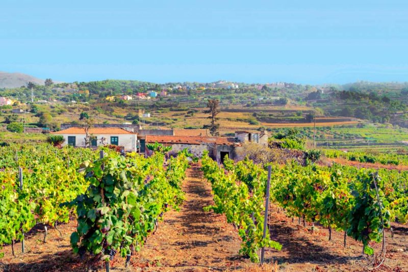 Must do things in Tenerife: Award-Winning Local Wines