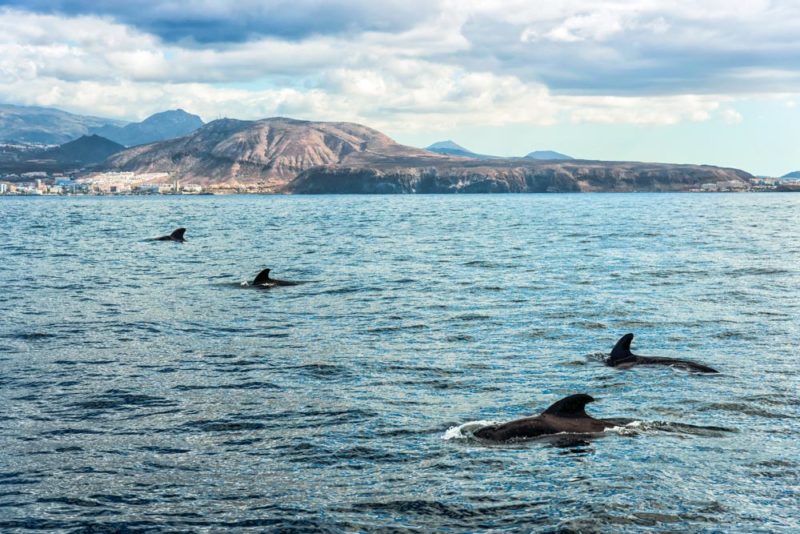 Must do things in Tenerife: Whales and Dolphins in their Natural Habitat