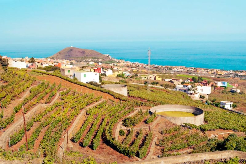Tenerife Bucket List: Award-Winning Local Wines