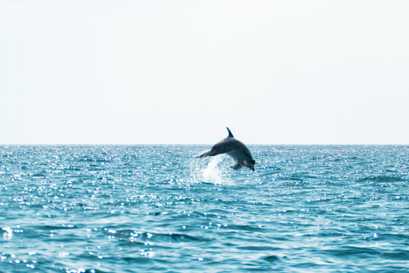 Tenerife Bucket List: Whales and Dolphins in their Natural Habitat