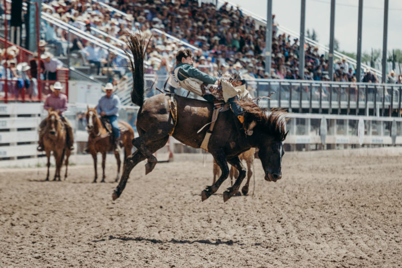 Unique Things to do in Houston: Houston Livestock Show and Rodeo