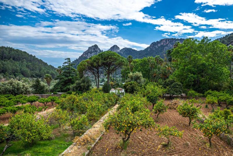 Unique Things to do in Majorca: Jardines de Alfabia
