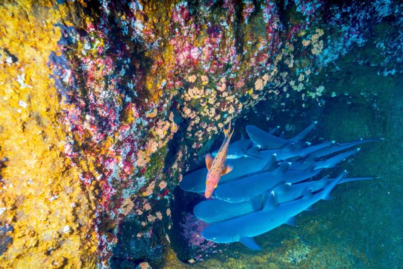 Unique Things to do in Majorca: Scuba Dive in the Mediterranean Sea