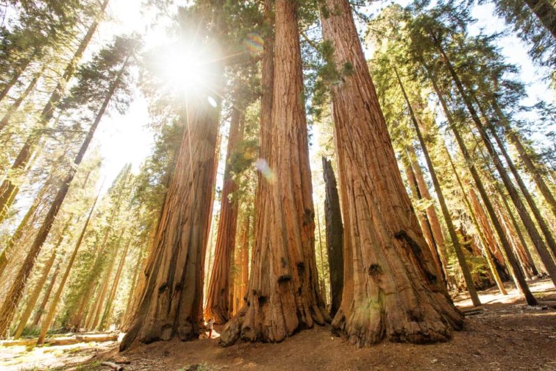 What to do in Yosemite National Park: Giant Sequoias in Mariposa Grove