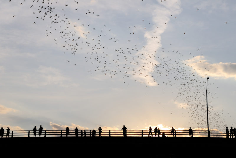 Austin Things to do: Watch The Bats Emerge From Under The South Congress Bridge