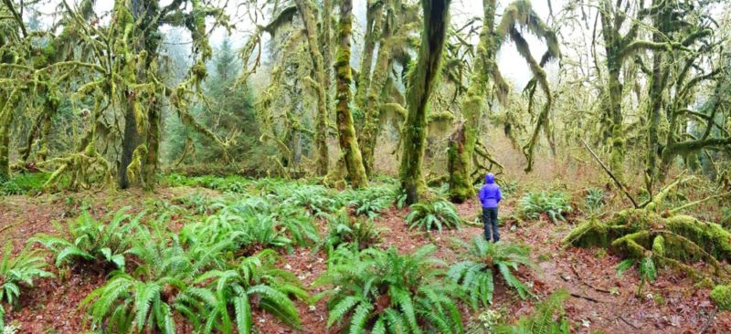 Beautiful National Parks in the US: Hoh Rainforest
