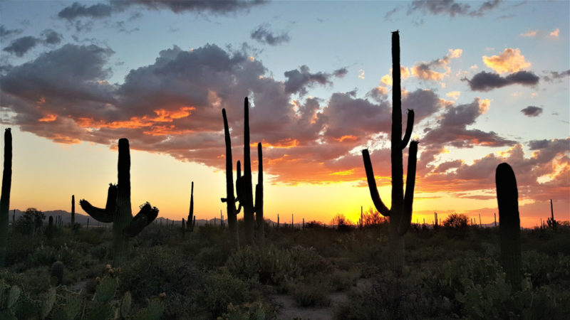 Best National Parks in USA: Saguaro