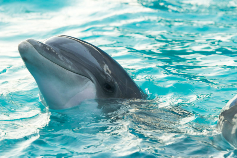 Best Things to do in Florida Keys: See the Dolphins