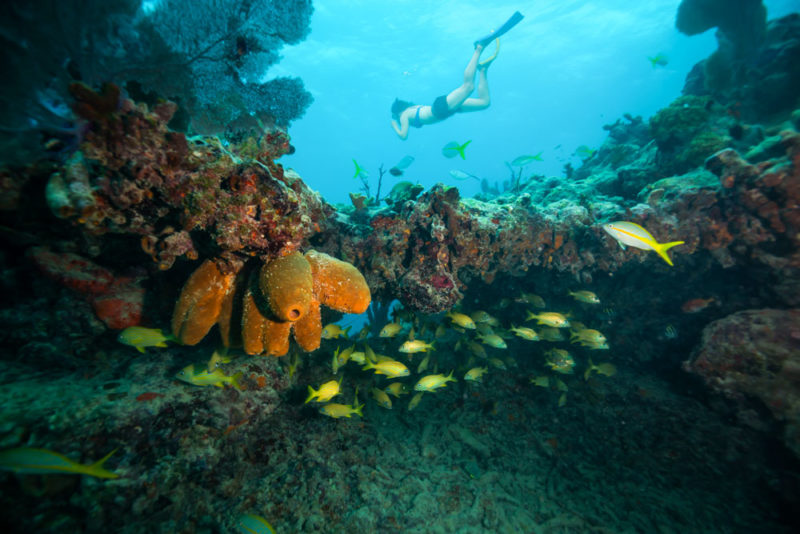 Best Things to do in Florida Keys: Snorkeling Near a Living Coral Barrier Reef