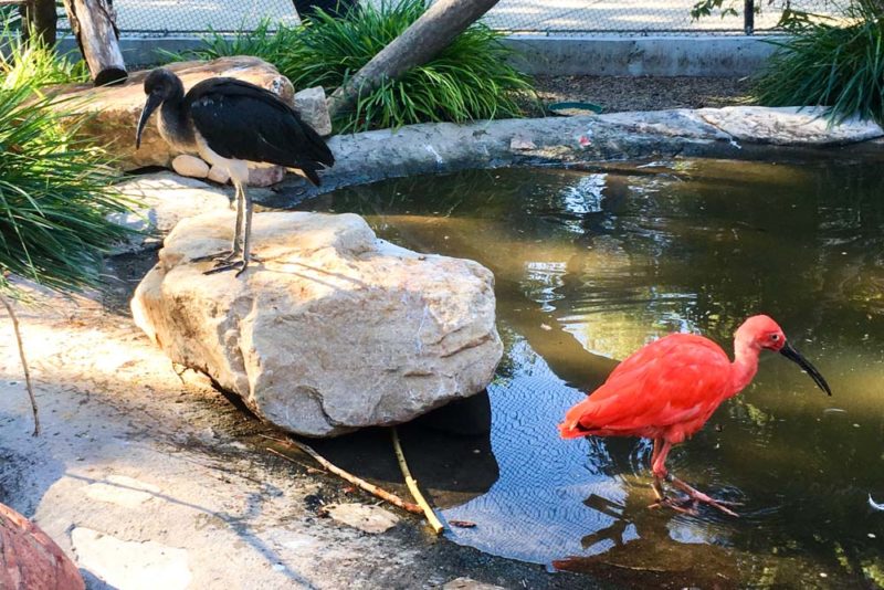 Best Things to do in Salt Lake City: Feed Flamingos at Tracy Aviary