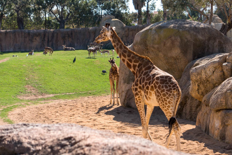 Best Things to do in Valencia: Bioparc