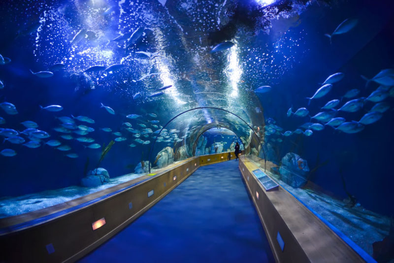 Best Things to do in Valencia: Largest Aquarium in Europe