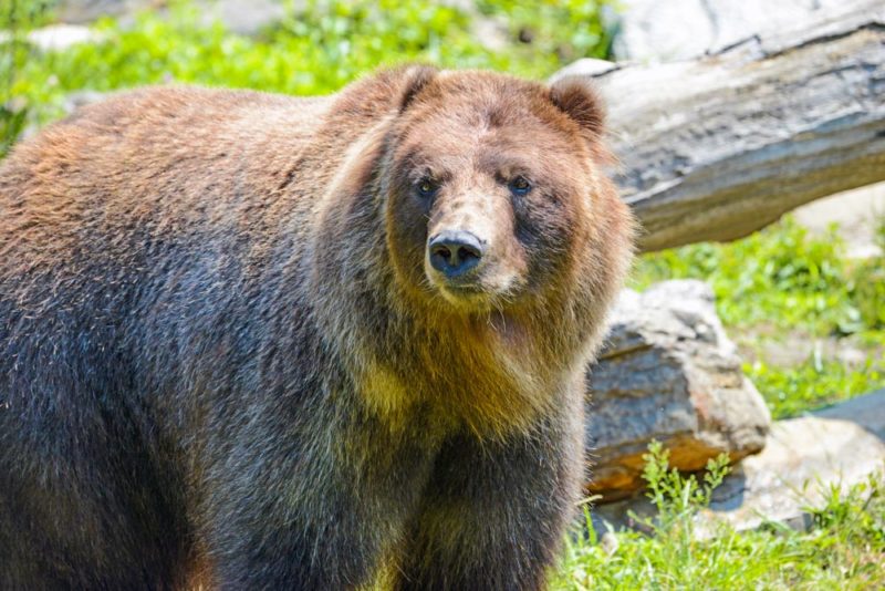 Best Things to do in Yellowstone National Park: Grizzly & Wolf Discovery Center