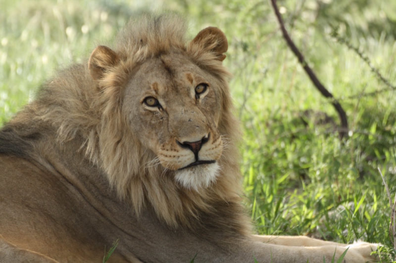 Camping in Etosha: Lion