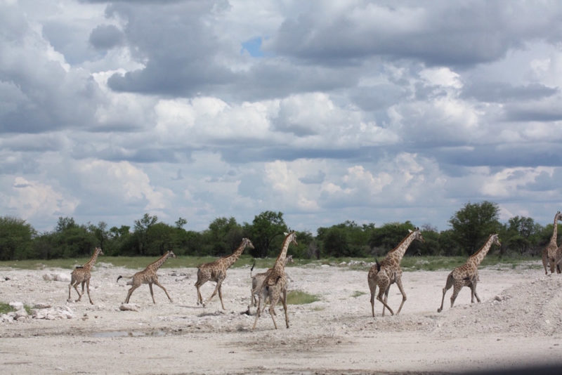 Camping in Etosha: Running Giraffes