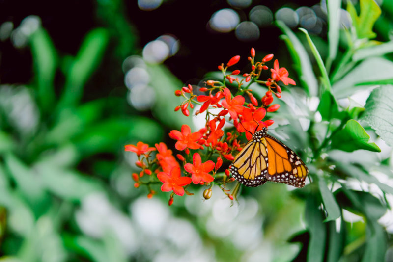 Cool Things to do in Florida Keys: Key West Butterfly & Nature Conservatory