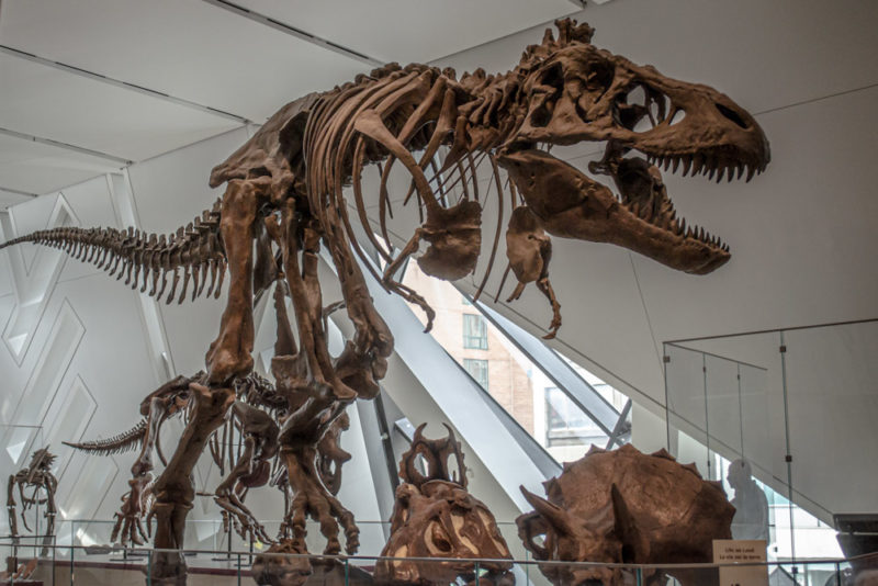 Cool Things to do in Salt Lake City: Private Tour of Utah’s Dinosaurs