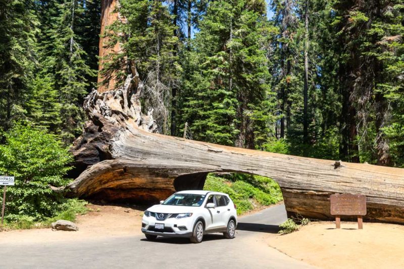 Cool Things to do in Sequoia National Park: Drive Through Tunnel Log