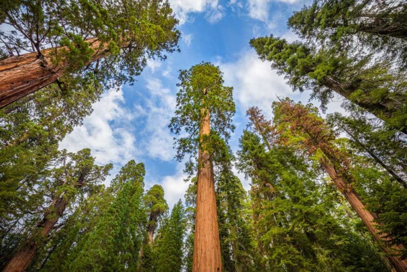 Cool Things to do in Sequoia National Park: Giant Forest