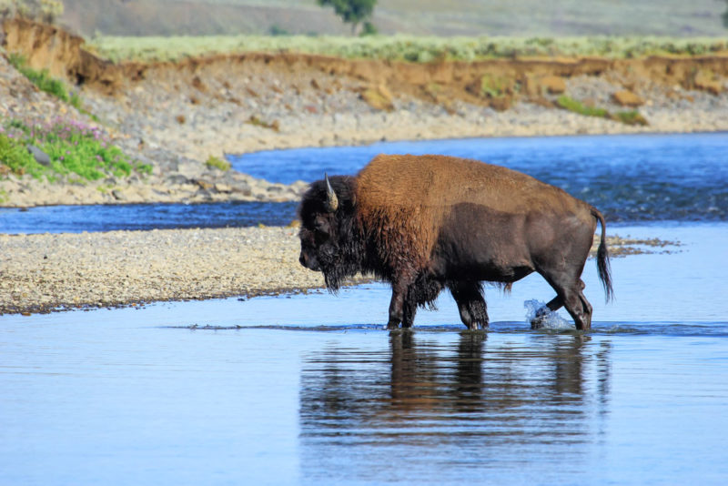 Cool Things to do in Yellowstone National Park: Local Wildlife in Lamar Valley