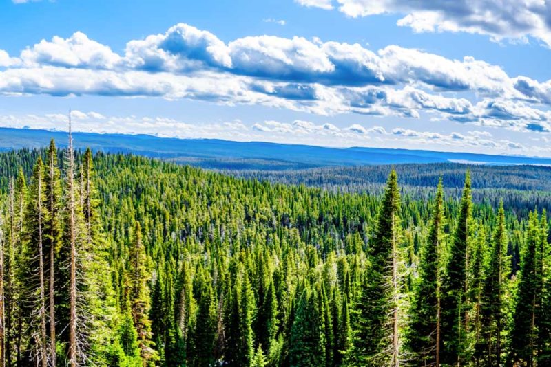 Cool Things to do in Yellowstone National Park: Scenic Drive Along Yellowstone Grand Loop Road