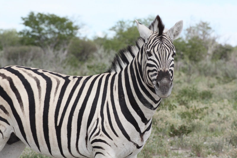 Etosha Budget Travel: Zebra