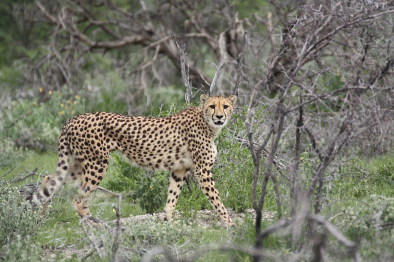 Etosha National Park Camping: Cheetah