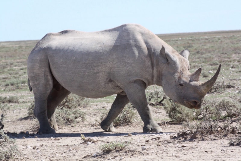 Etosha Self Drive: Rhino