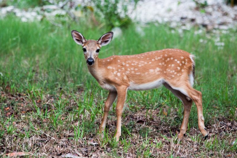 Florida Keys Bucket List: See the Endangered Key Deer