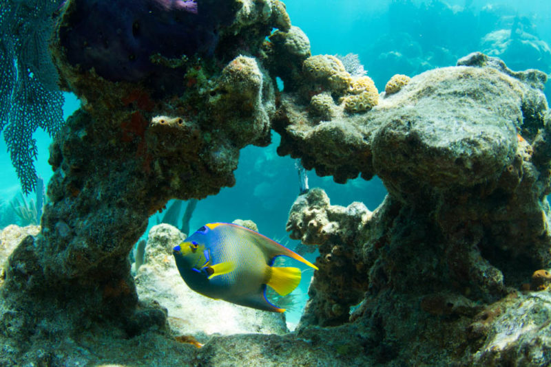 Florida Keys Bucket List: Snorkeling Near a Living Coral Barrier Reef