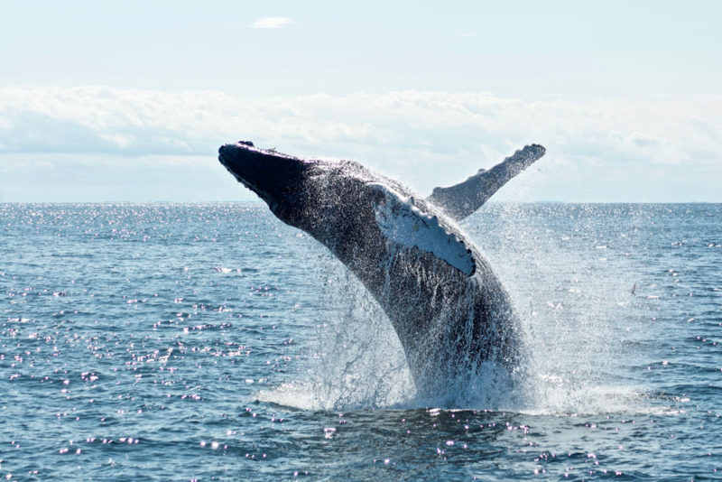 Fun Things to do in Iceland: Whale Watching in Husavik