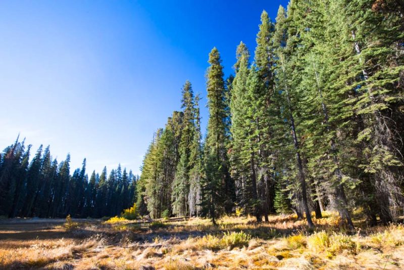 Fun Things to do in Sequoia National Park: Crescent Meadow