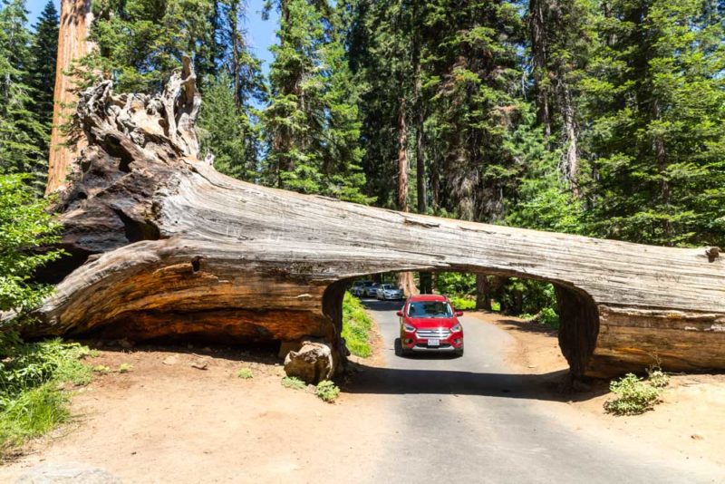 Fun Things to do in Sequoia National Park: Drive Through Tunnel Log