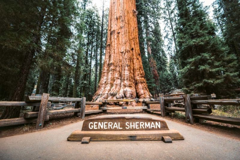 Fun Things to do in Sequoia National Park: World’s Largest Tree