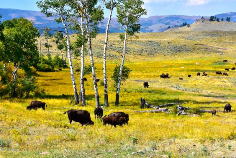 Fun Things to do in Yellowstone National Park: Local Wildlife in Lamar Valley