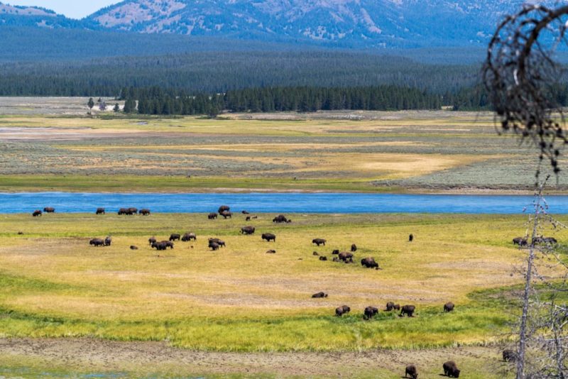 Fun Things to do in Yellowstone National Park: Roaming Bison in Hayden Valley