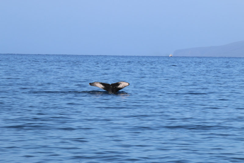 Kayak Whale Watching: Maui
