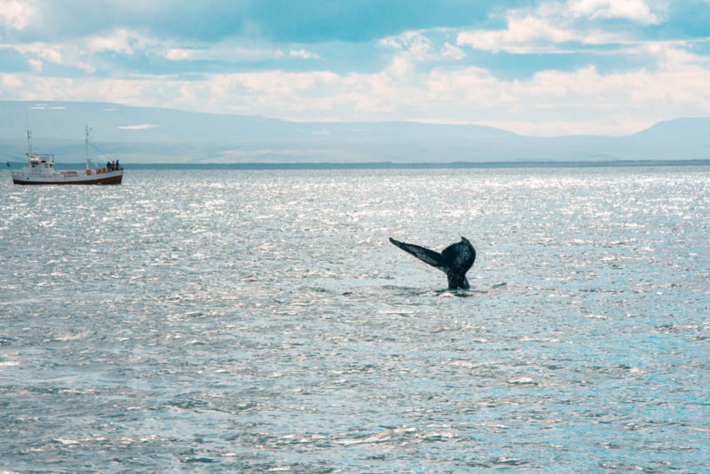 Must do things in Iceland: Whale Watching in Husavik