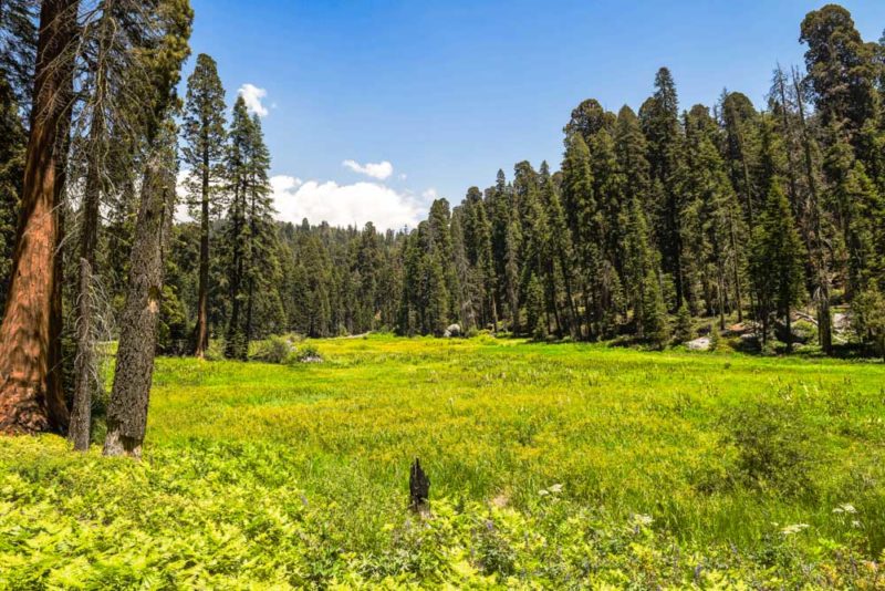 Must do things in Sequoia National Park: Crescent Meadow