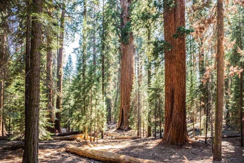 Must do things in Sequoia National Park: World’s Largest Tree