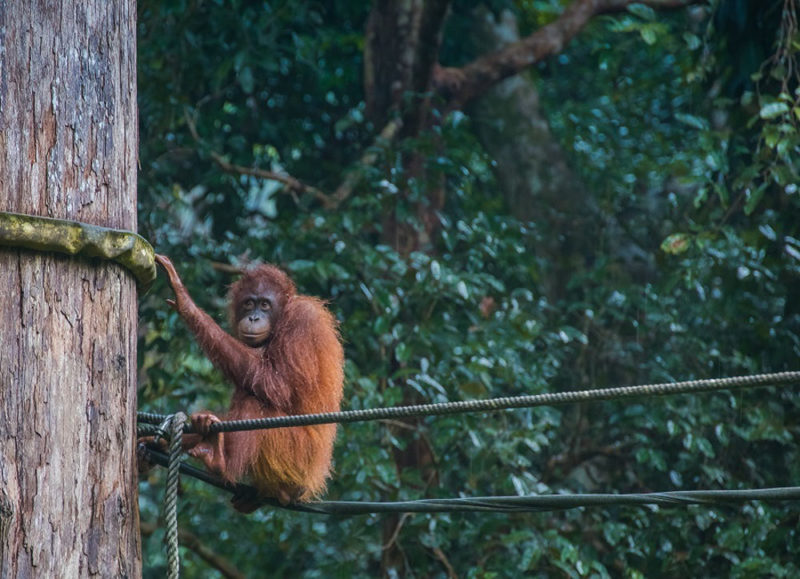 Sabah Trip: Female Orangutan