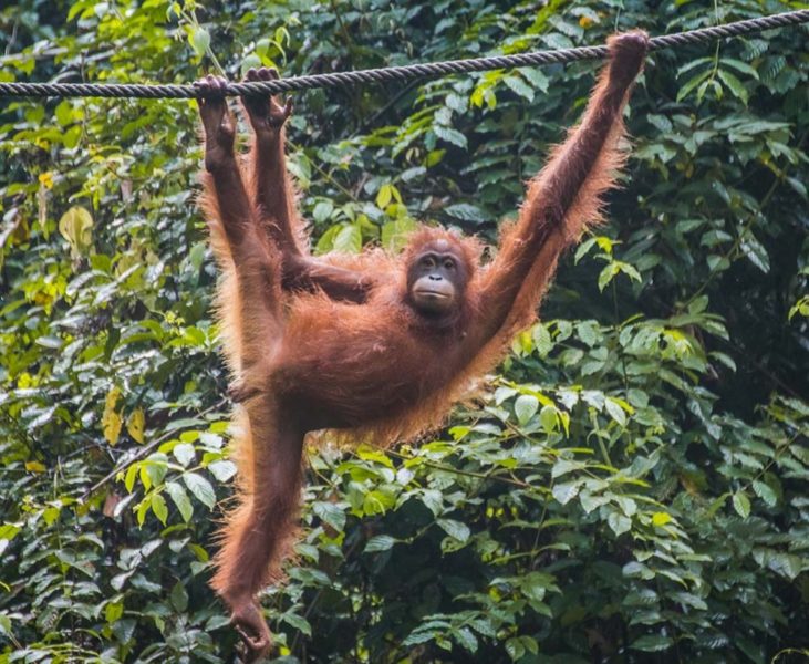 Sabah Trip: Playful Orangutan