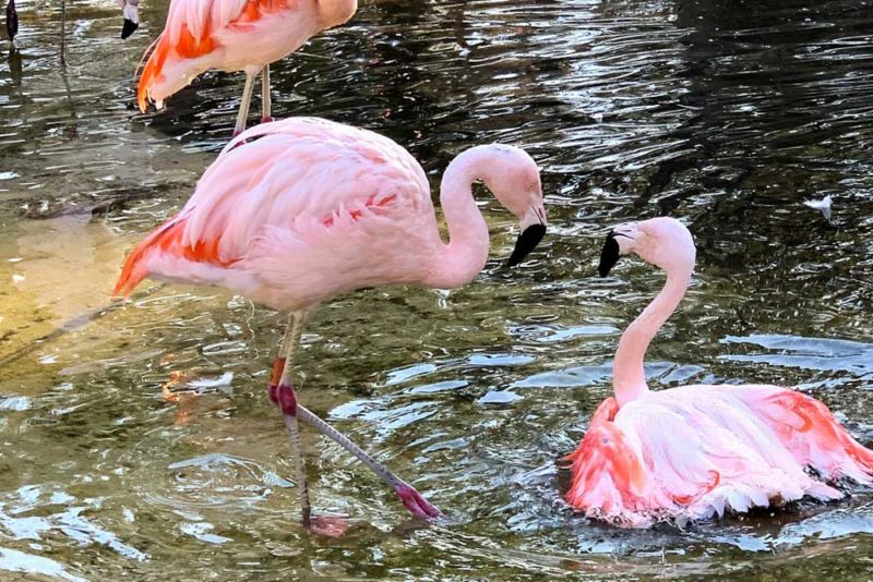 Salt Lake City Things to do: Feed Flamingos at Tracy Aviary