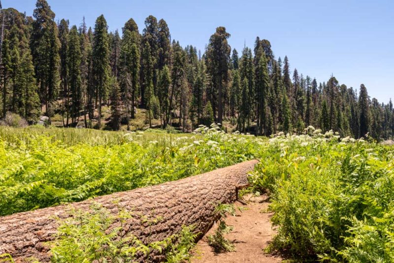 Sequoia National Park Bucket List: Crescent Meadow