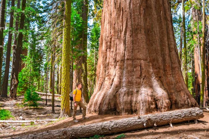 Sequoia National Park Bucket List: World’s Largest Tree